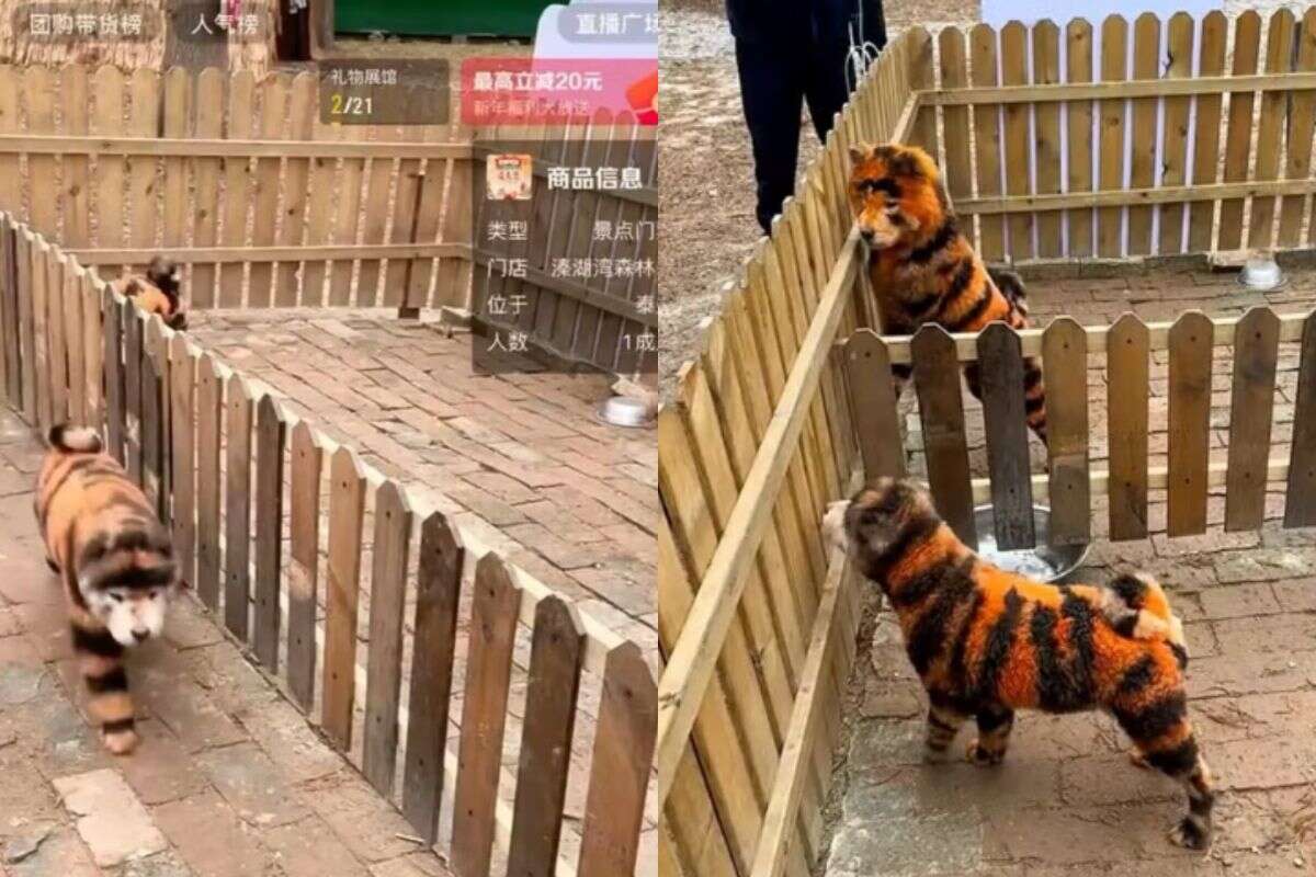 Vídeo: zoológico pinta cães para parecerem tigres e enganar visitantes