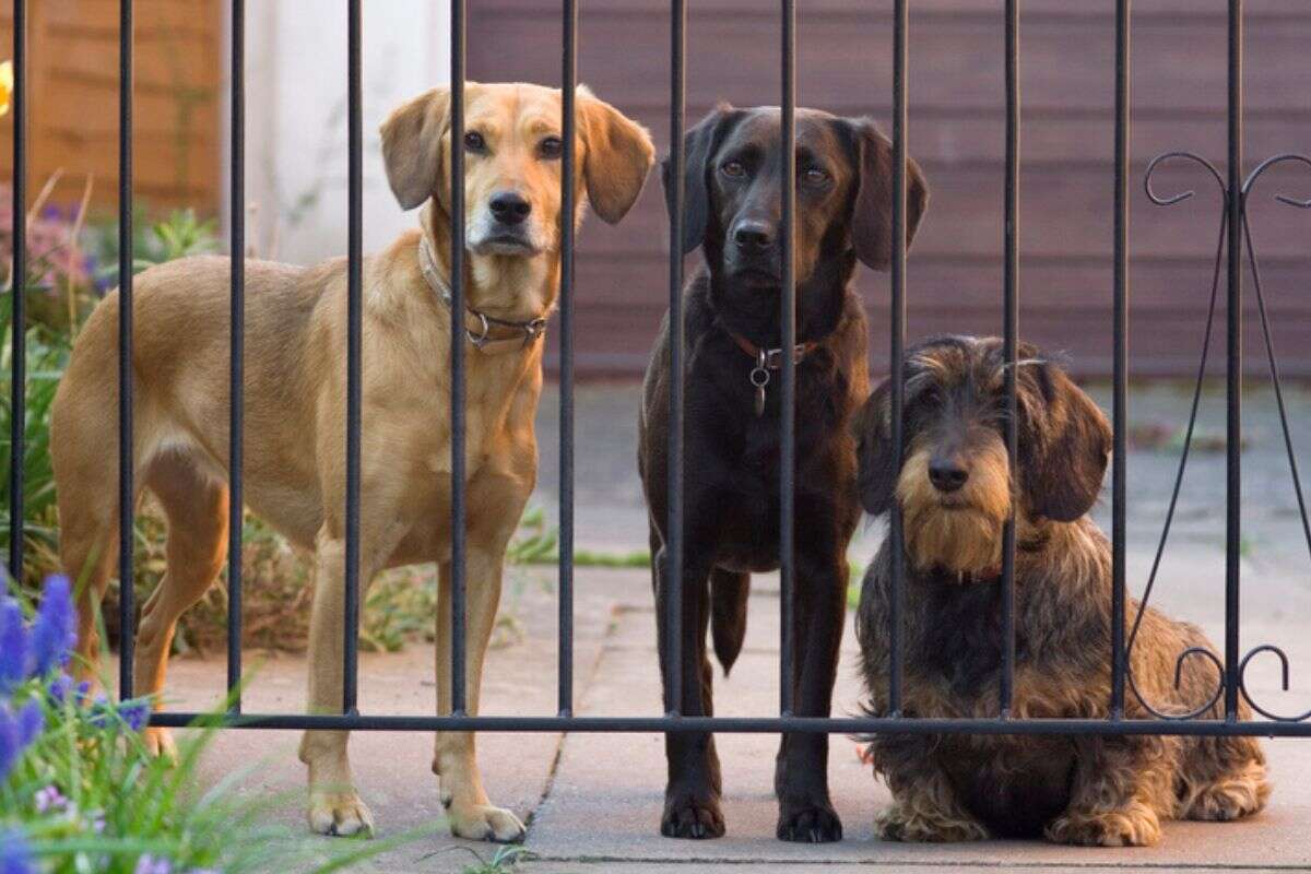 Confira os cinco maiores motivos dos cães fugirem de casa