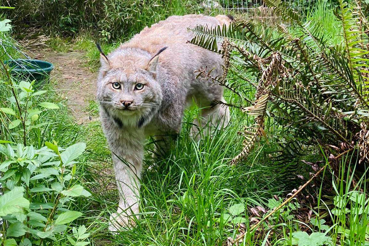 Metade dos grandes felinos de parque nos EUA morre de gripe aviária