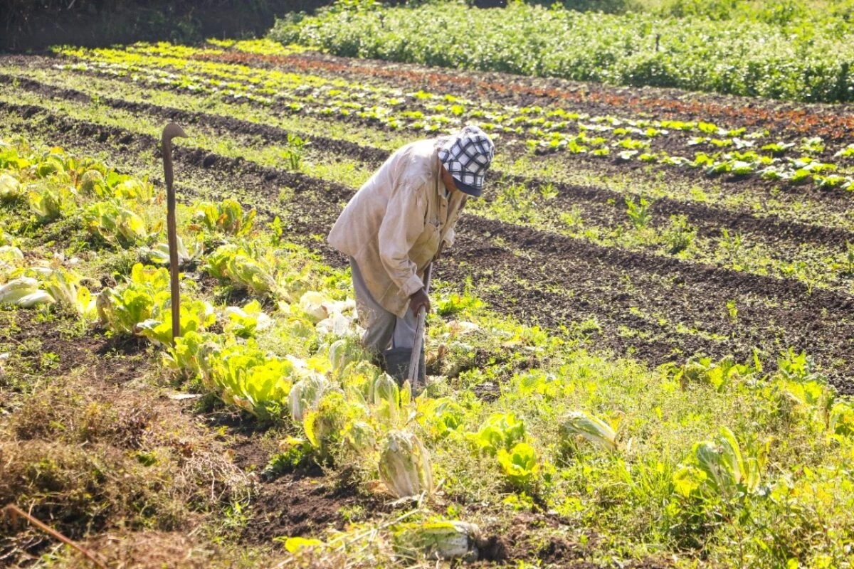 Agricultura regenerativa é mais uma aposta contra mudanças climáticas