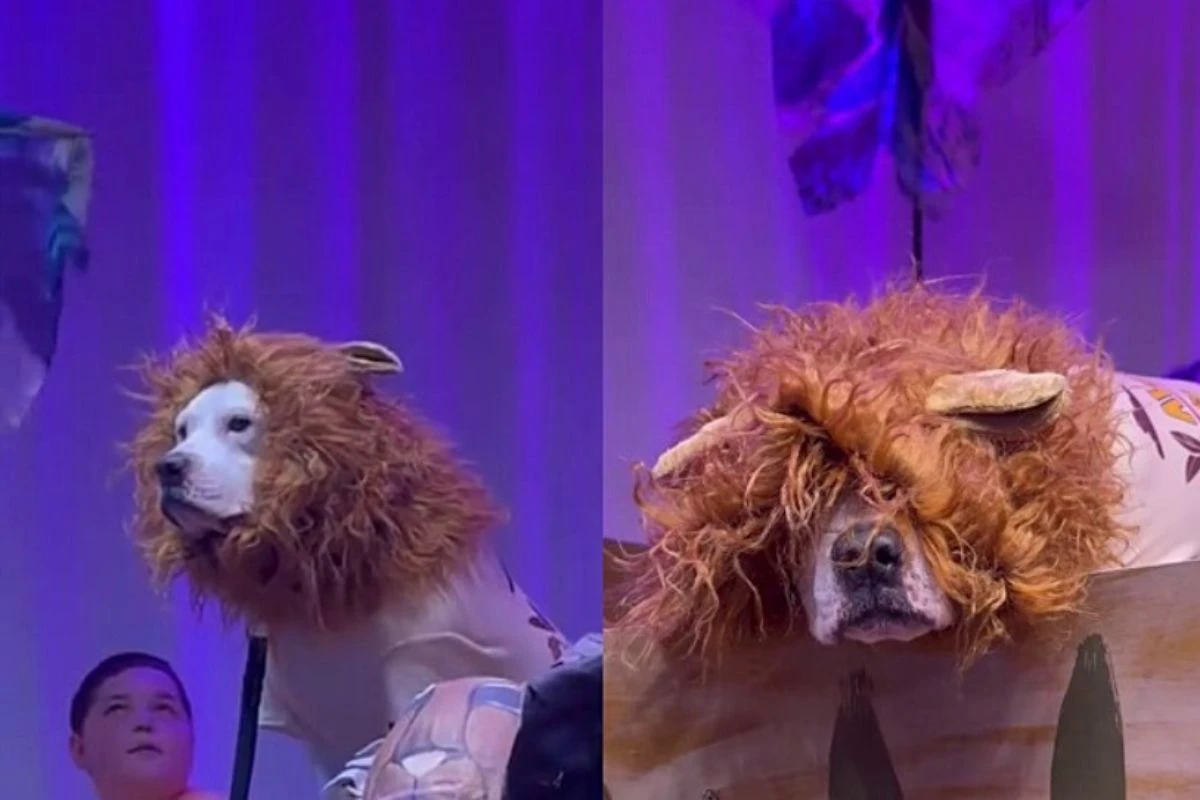 Cão fantasiado de Simba rouba a cena em apresentação escolar; vídeo
