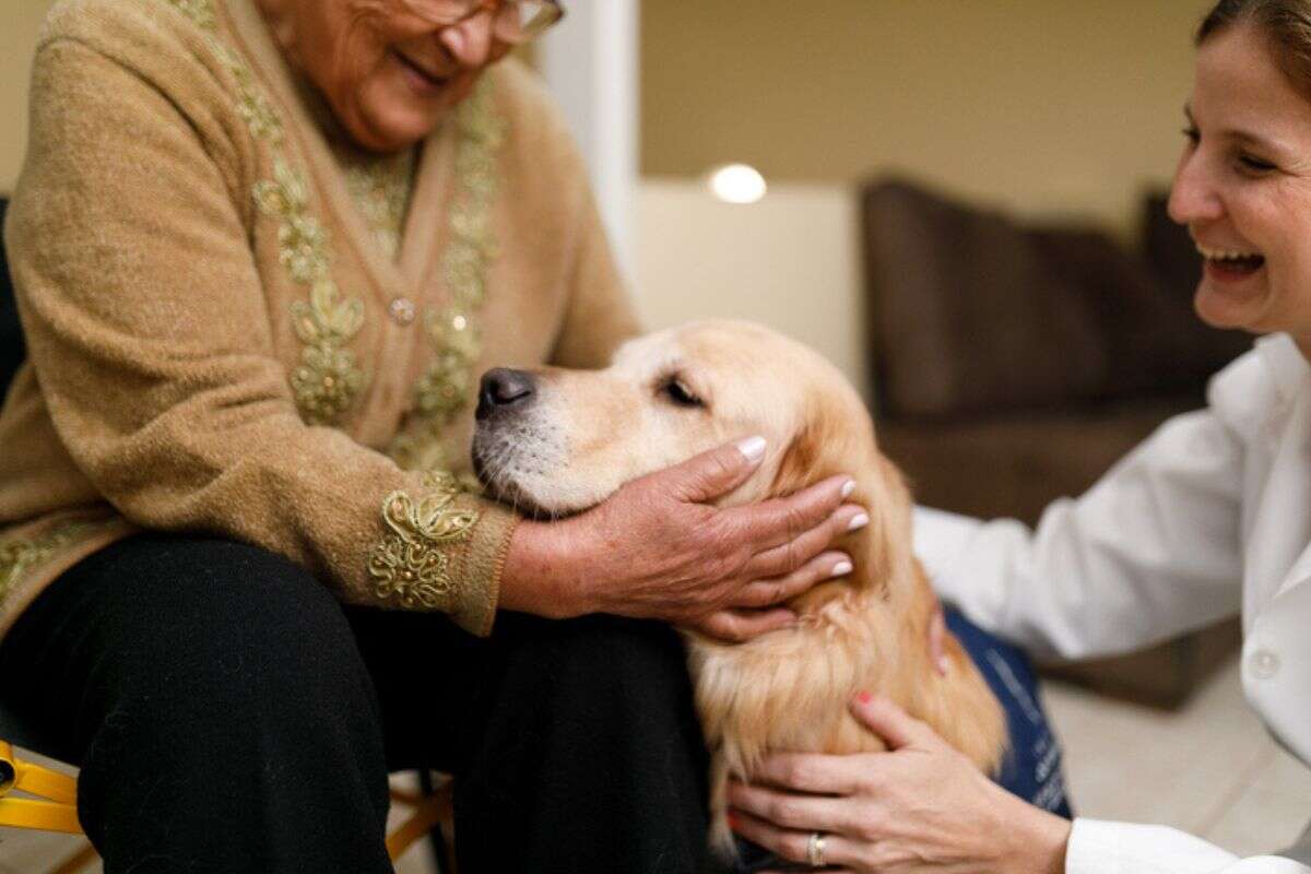 Seu cão avança nas visitas? Aprenda a reduzir a agressividade do pet