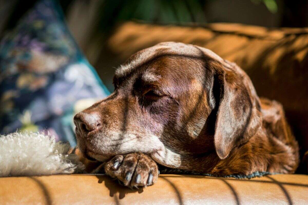 Velhice canina: confira com qual idade o seu cão é considerado idoso