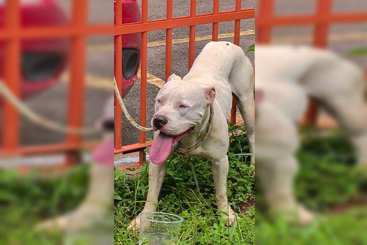 Motorista que atropelou pit-bull do DF queria se vingar de cachorro