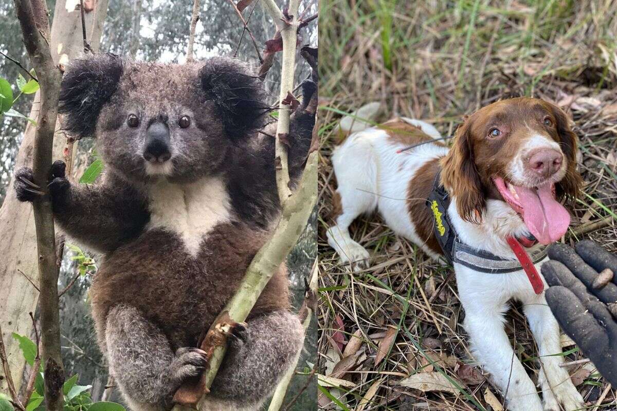 Cães farejadores encontram coalas em risco de extinção na Austrália