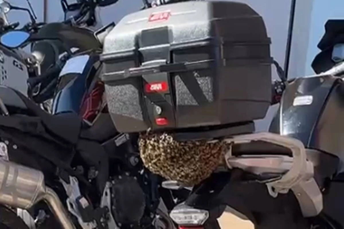 Abelhas usam baú de moto como “pit-stop” em loja de carros de luxo