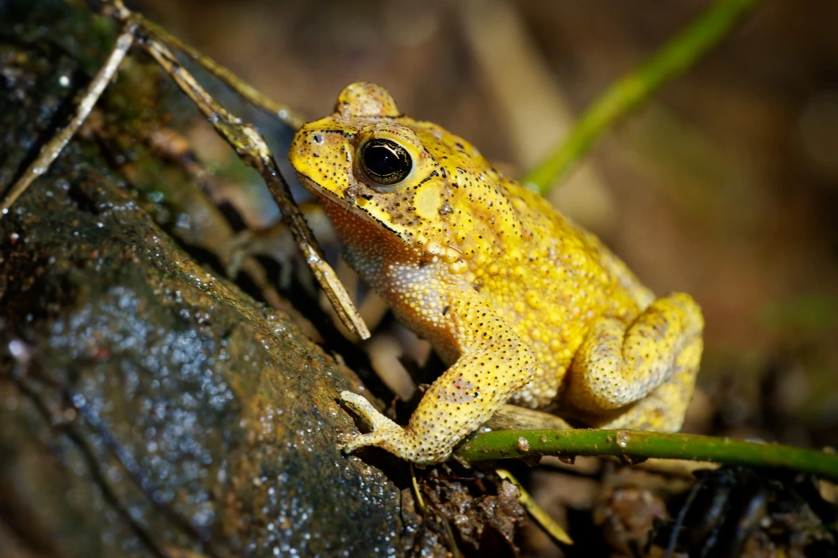 Sapos machos ficam amarelos apenas dois dias no ano. Saiba motivo