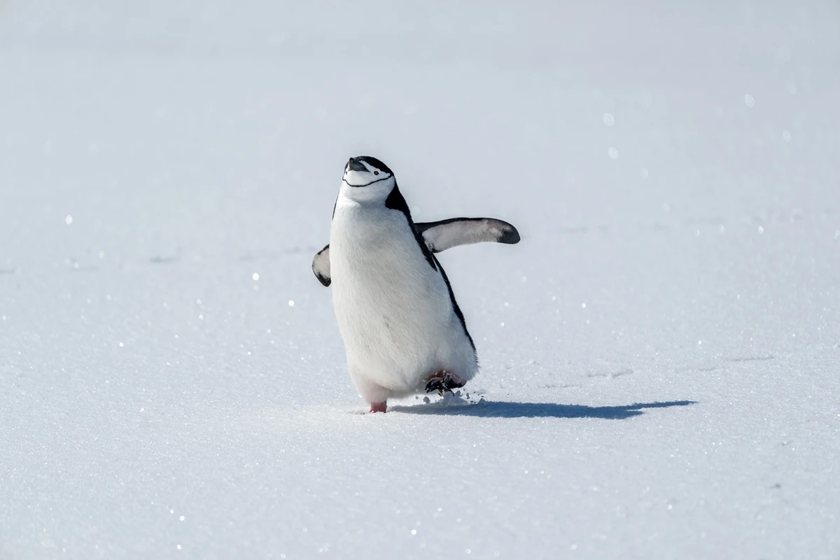 Pilhas de cocô de pinguim podem ajudar a resfriar a Antártida. Entenda