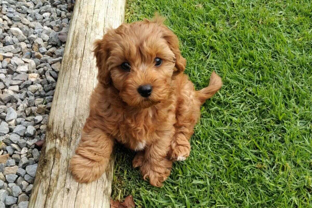 Cavoodle: raça canina volta a se popularizar e especialista faz alerta