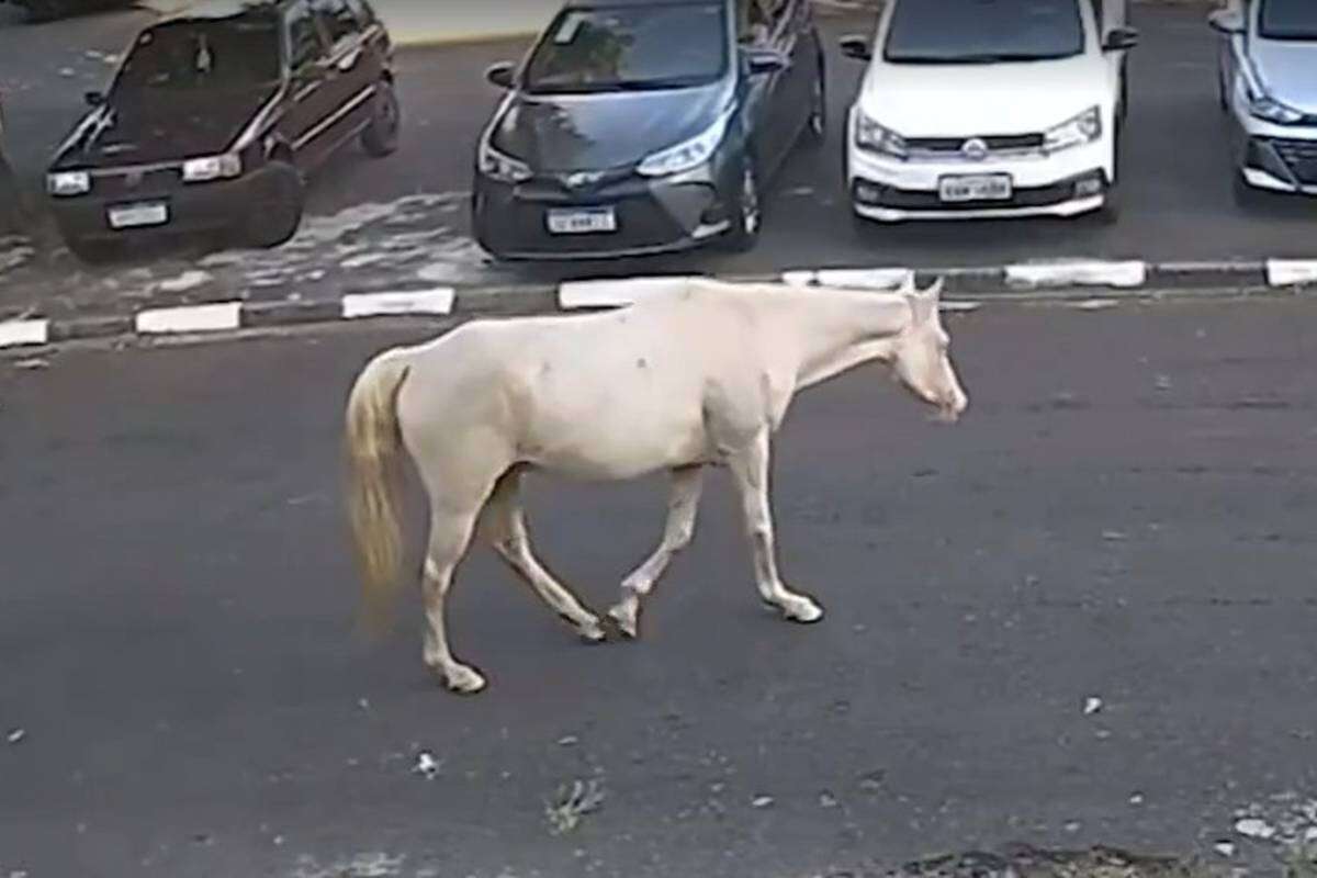 Vídeo: cavalo volta sozinho a hospital veterinário em que foi atendido