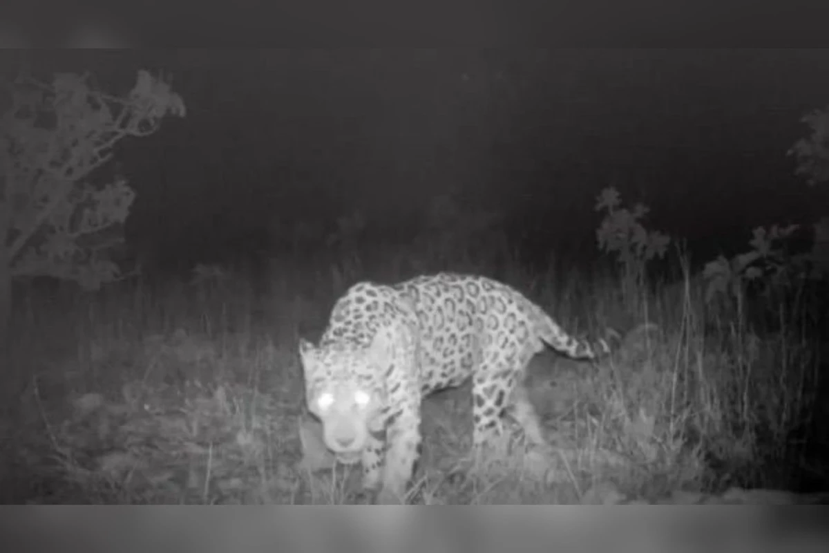 Onça-pintada brasileira bate recorde de nado mais longo da espécie