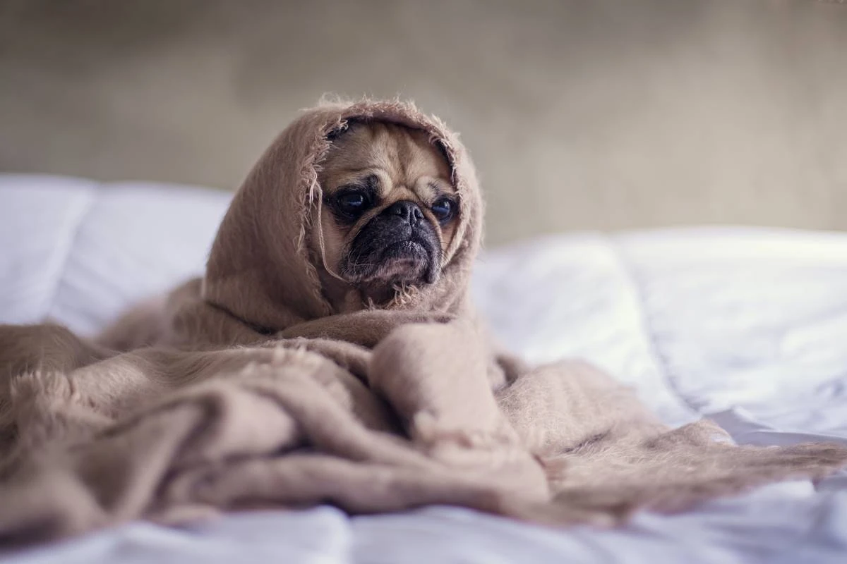 Frio deixa o cão deprimido? Entenda mudanças no comportamento do pet
