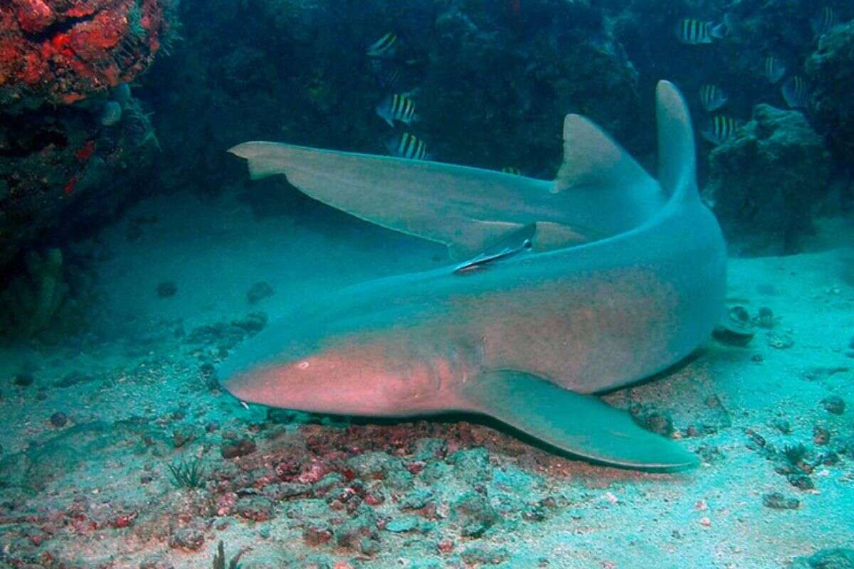 Turista é mordida após esbarrar em tubarão durante mergulho em Noronha