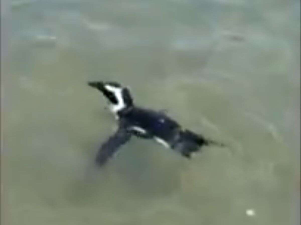 Vídeo. Pinguim que fugiu de cativeiro é visto em praia semanas depois