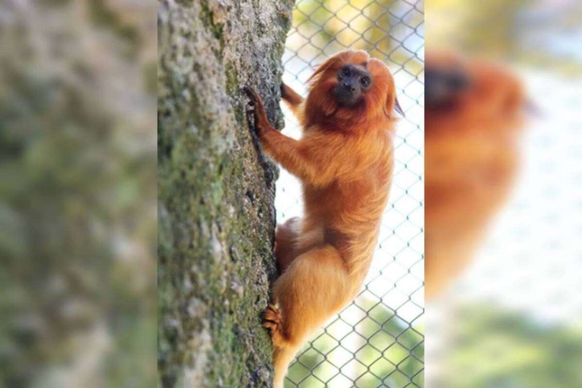 Mico-leão-dourado chega ao Zoo de Brasília para formar par com fêmea