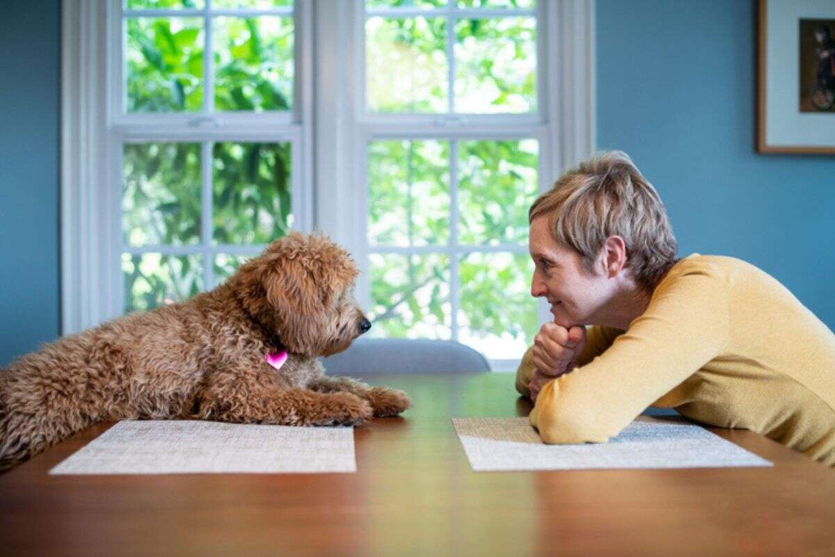 Humanos têm interpretado emoções caninas erroneamente, garante estudo