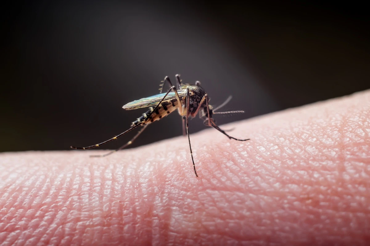 Colocar remédio em mosquiteiros pode impedir transmissão da malária