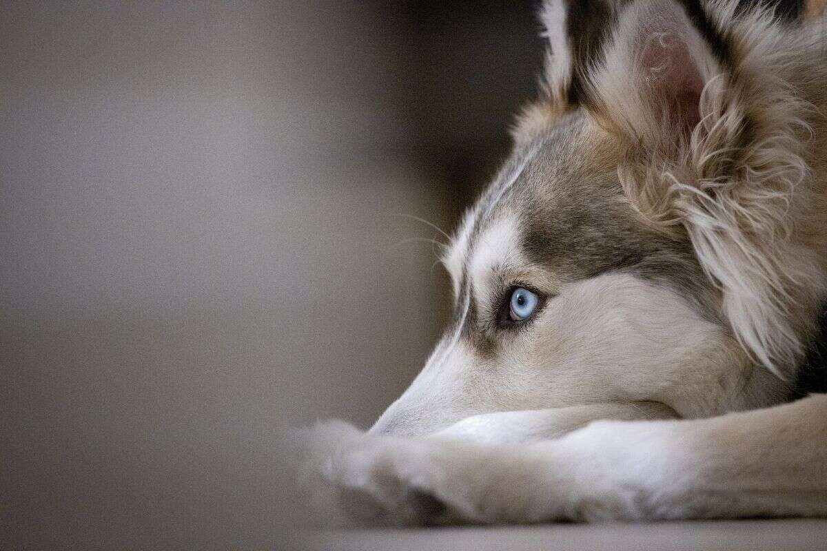 Cachorro é devolvido à tutora após cuidadora se “apropriar” do pet