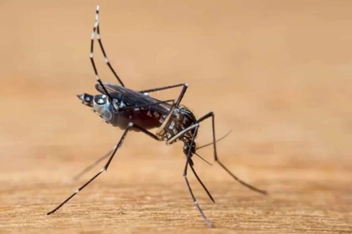 País tem novo recorde da dengue com 6 milhões de casos e 4 mil mortes