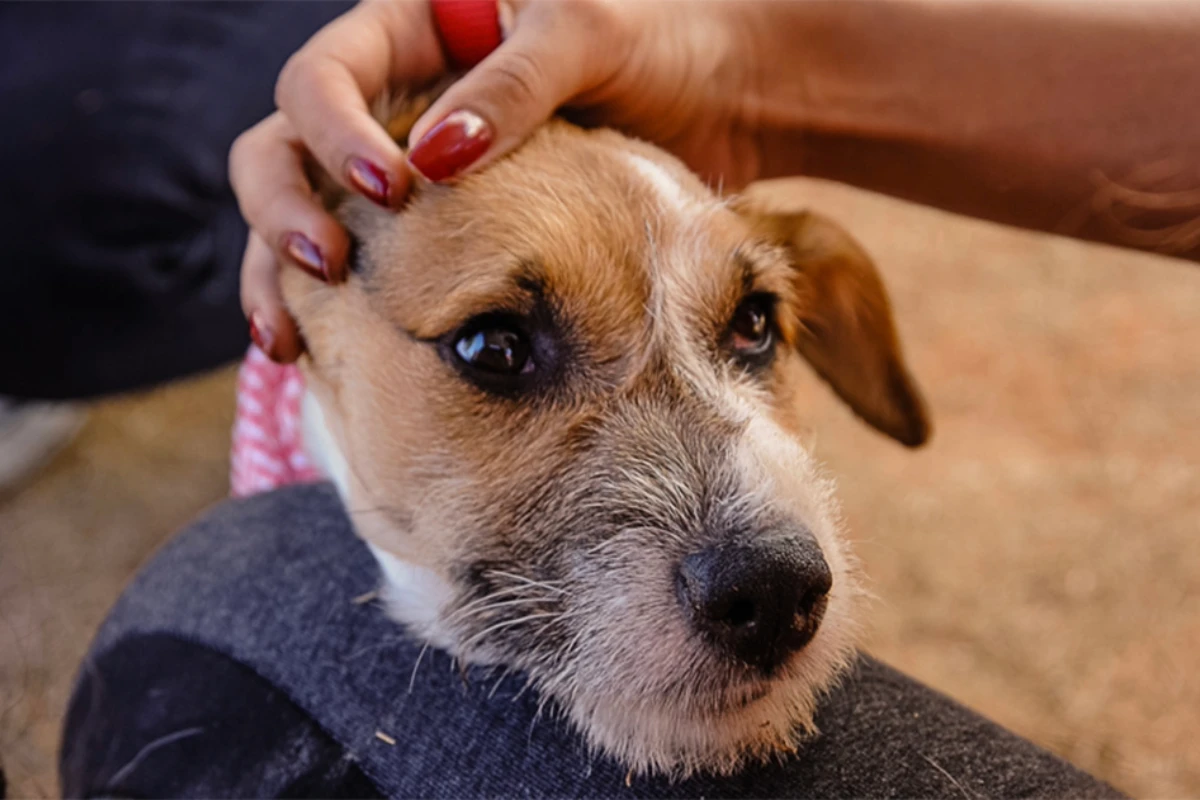 Pesquisa da USP desenvolve novo remédio para tratar artrite em cães