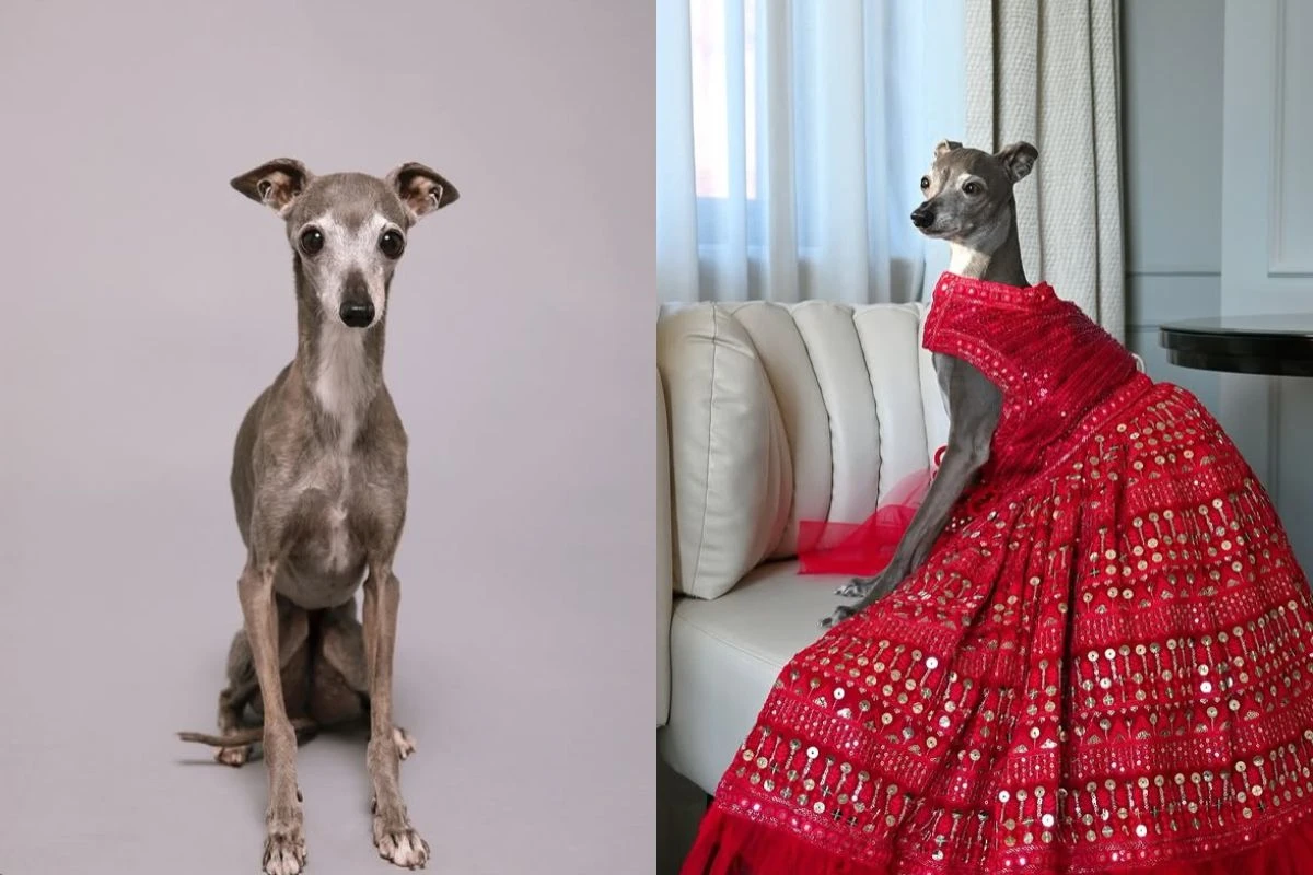 Tika the Iggy, galga que virou celebridade, morre aos 14 anos