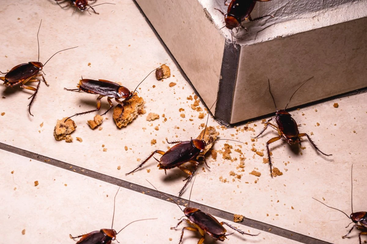 Biólogo revela o eletrodoméstico em que as baratas se escondem