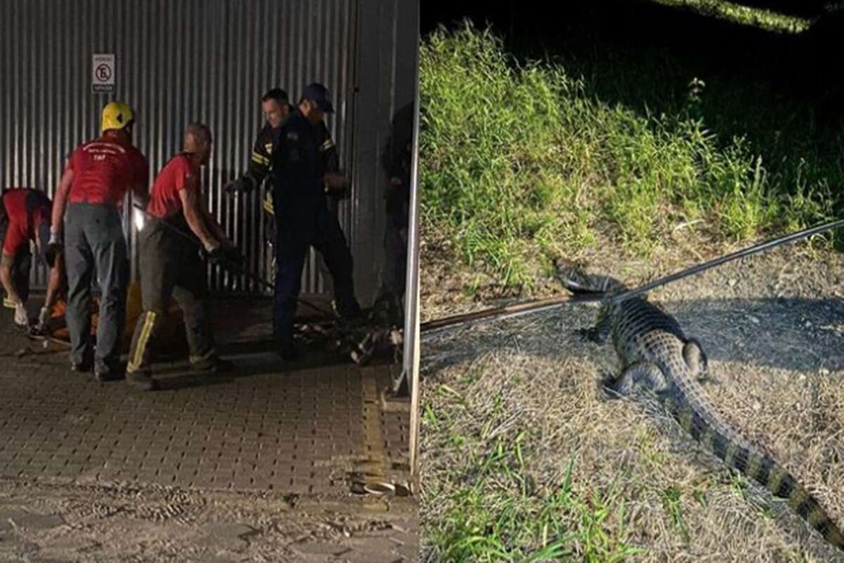 Jacaré de quase 2 metros é resgatado em área urbana de SC. Veja