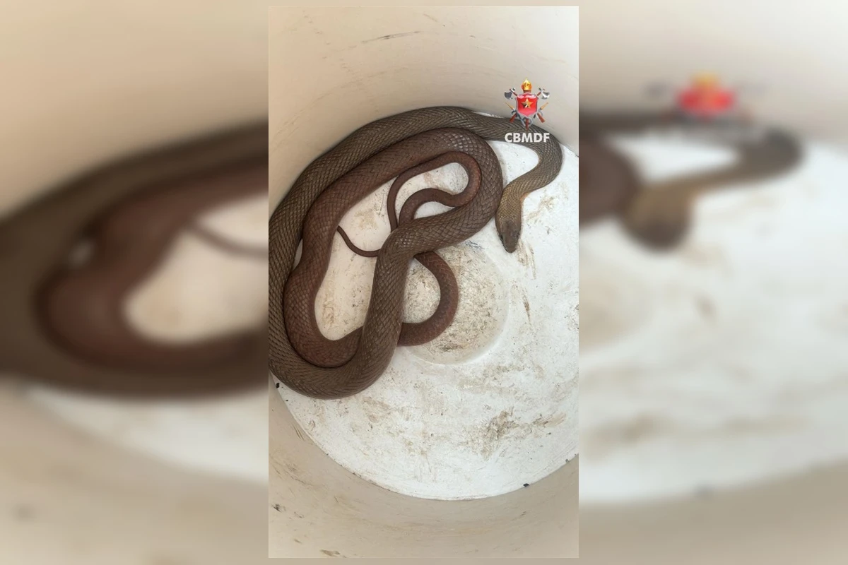 Susto grande: cobra aparece dentro de carro e assusta motorista no DF