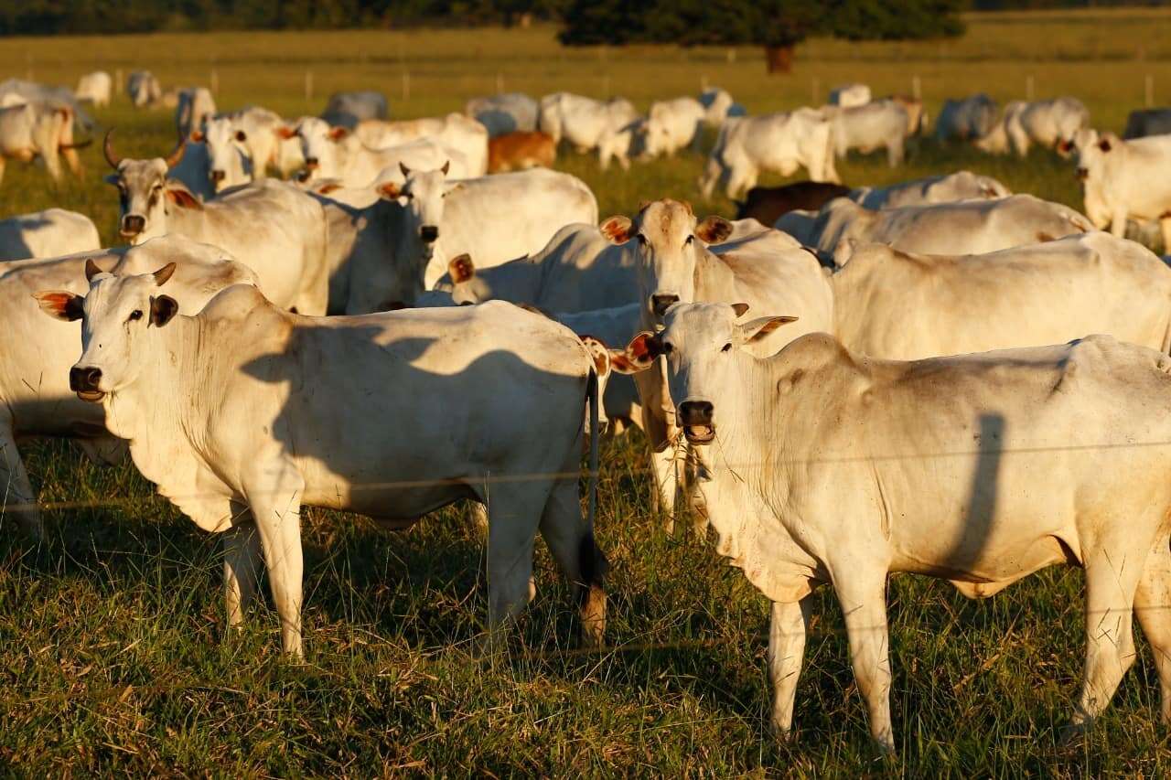 Produtores de carne bovina miram mais exportações em 2025. Entenda