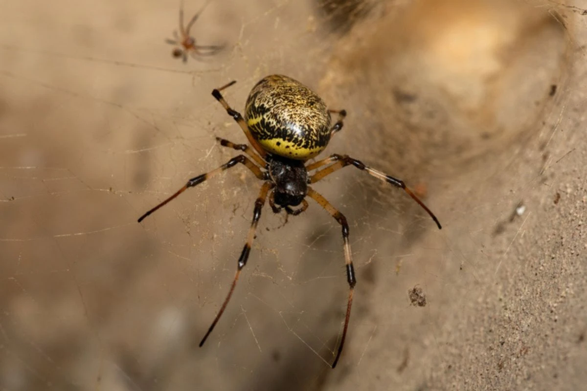 Biólogo indica 4 formas de “blindar” a casa do aparecimento de aranhas