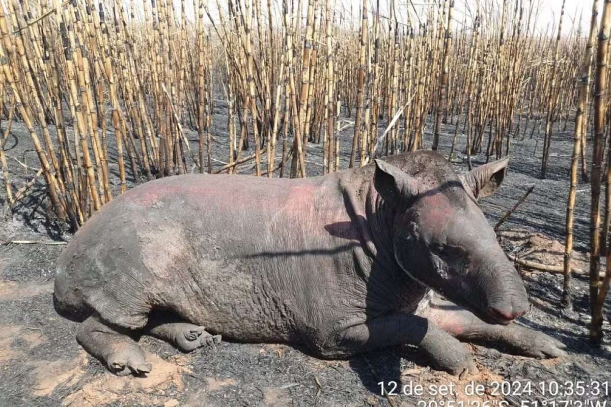 Anta fica gravemente ferida após incêndio no interior de SP