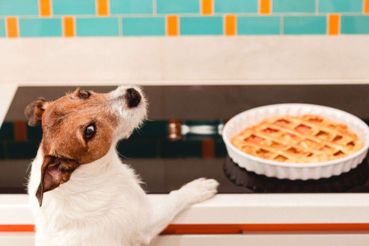 Seis alimentos que você nunca deveria oferecer para o seu cachorro