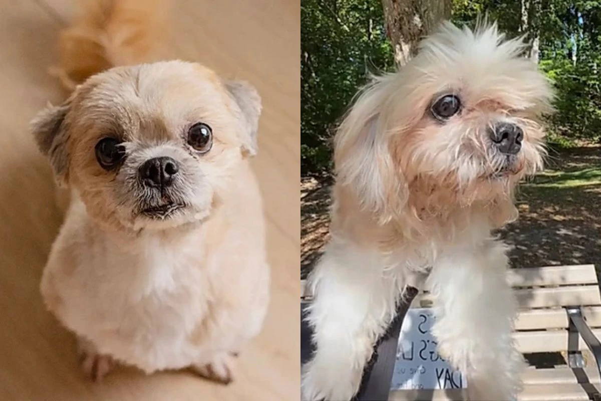 Tutores levam cachorro para passar seu último dia de vida em um parque