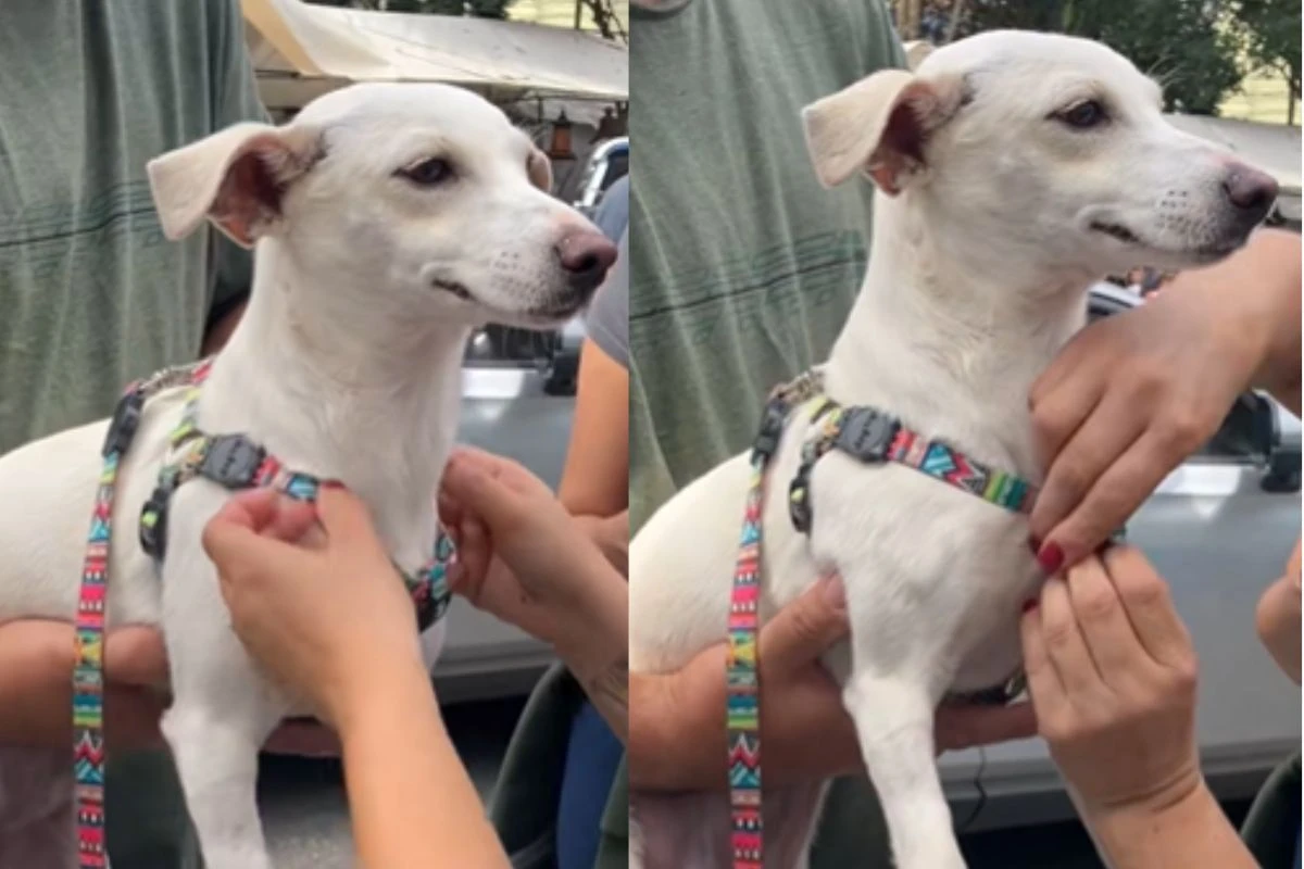 Vídeo: confira a reação desses cães que foram adotados em feira de SP