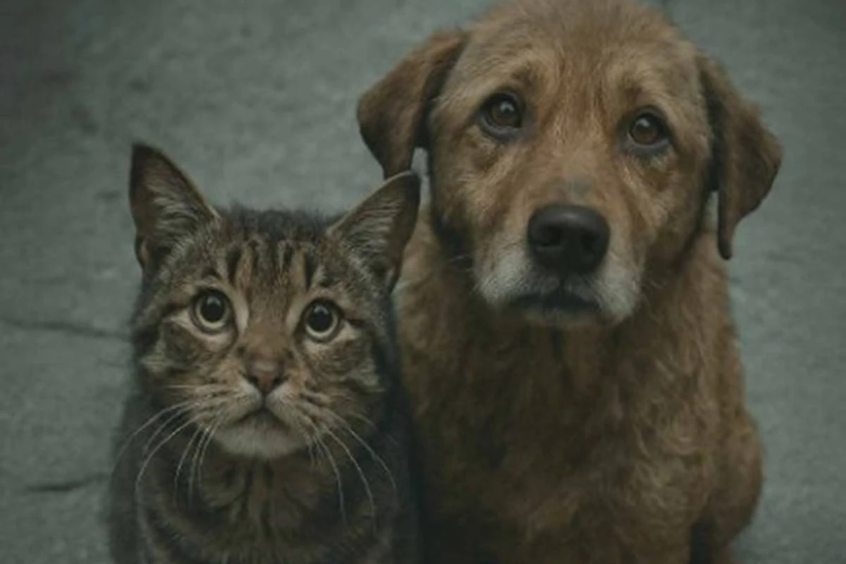 Ação recolhe agasalhos para animais da população de rua em São Paulo