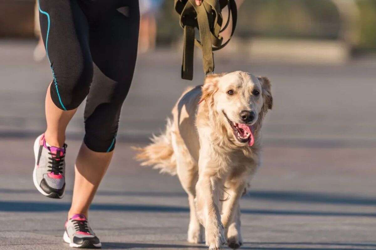 Caminhar com o pet: saiba como se exercitar com o seu cãozinho