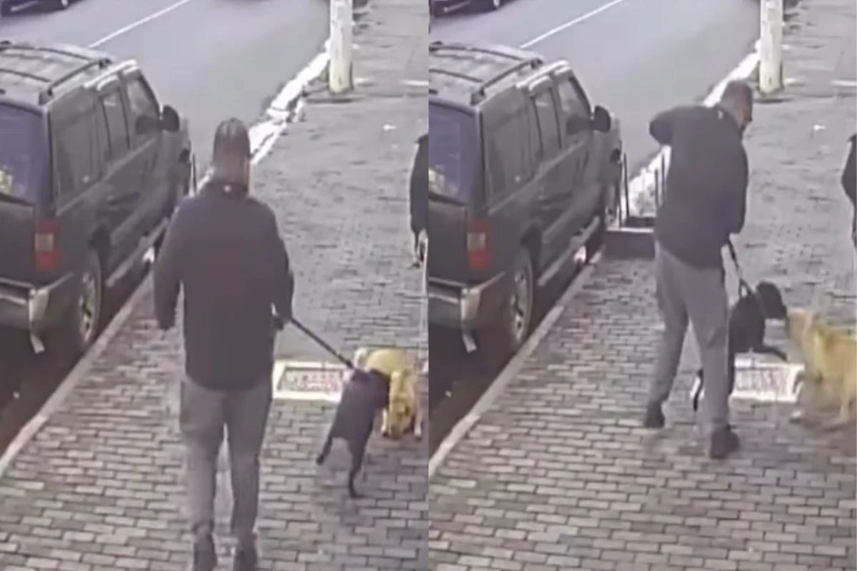 Vídeo: pit-bull sem focinheira ataca shar-pei na zona oeste de SP