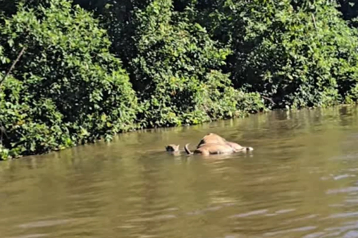 Vídeo: onça-pintada é flagrada ao arrastar boi por rio do Pantanal