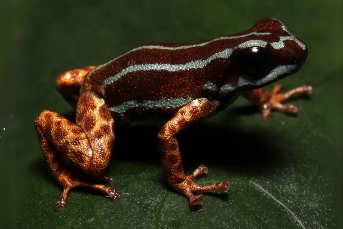 Com 1,5 cm e veneno potente, sapo raro vive no Brasil