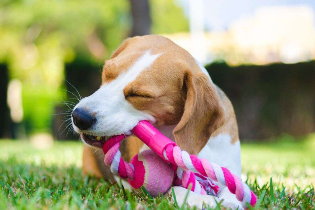 Estudo: cães lembram nome de brinquedos mesmo após anos sem vê-los