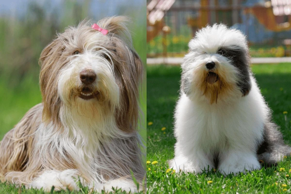 Oito diferenças entre as raças bearded collie e old english sheepdog