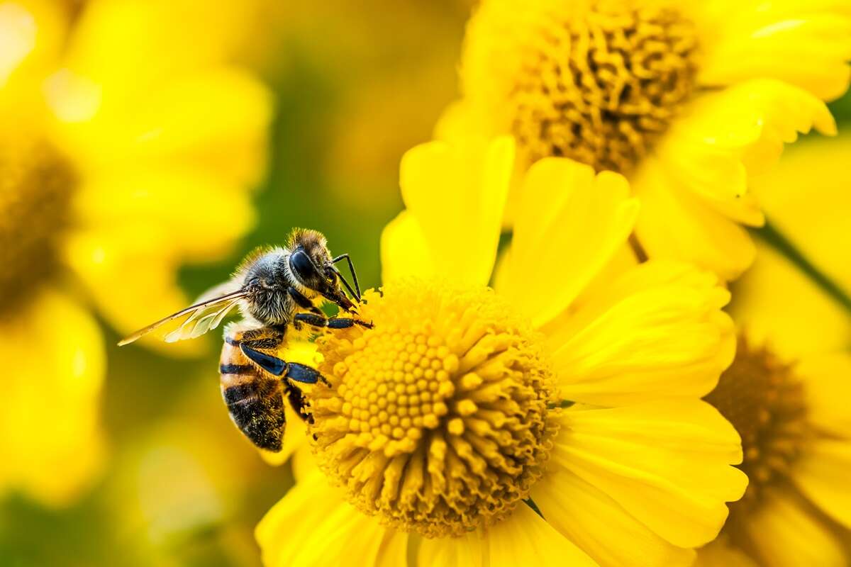 Por que as abelhas são tão importantes para o planeta?