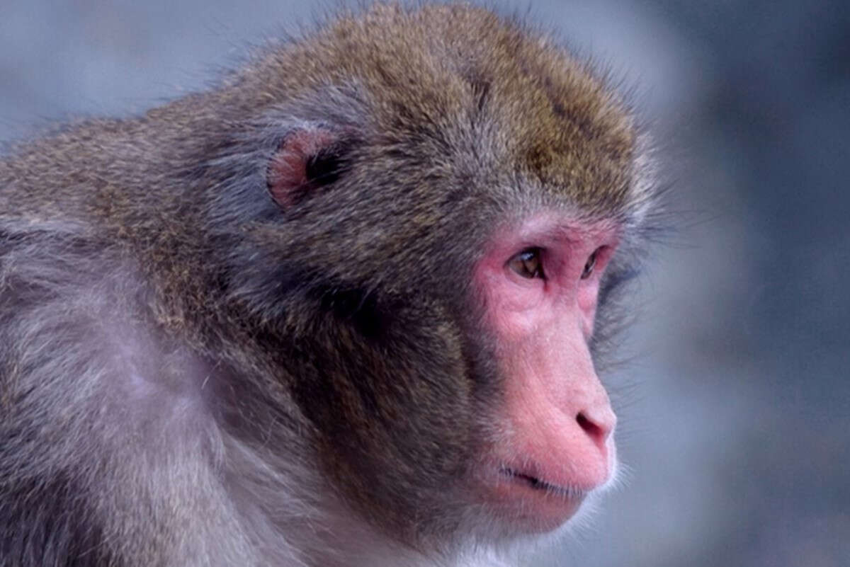 Macaco tem visão recuperada após transplante com células humanas