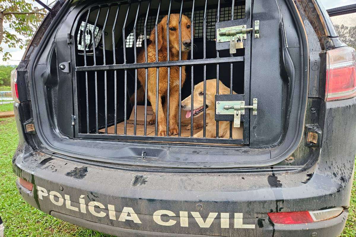 PCDF resgata cães vítimas de maus-tratos e usados para procriação