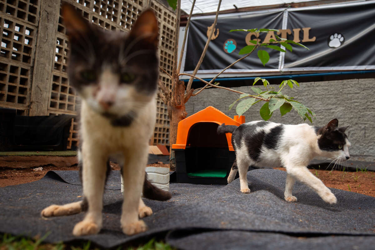 Gatos, adoção e educação: projeto lança gatil em escola pública do DF