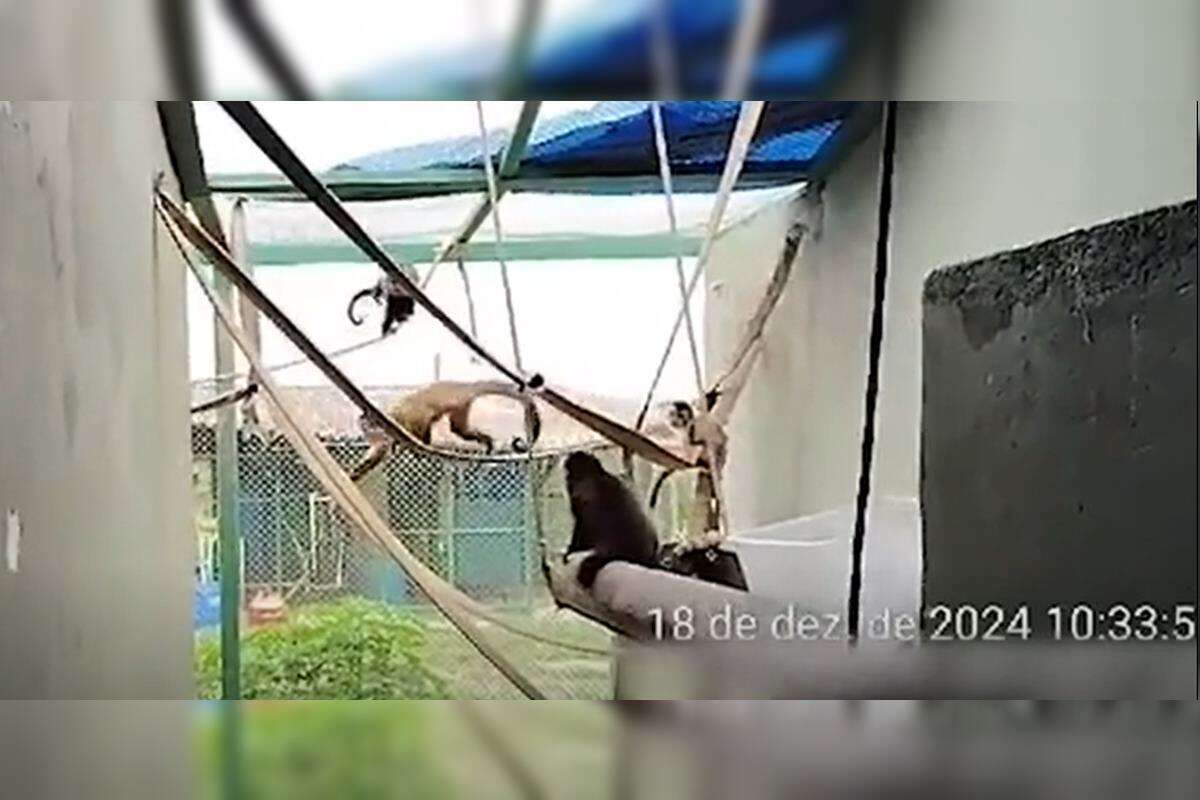 Macaca apreendida em shopping está com animais da mesma espécie. Vídeo