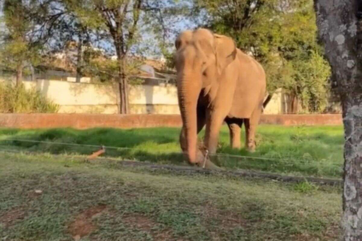 Justiça volta a debater destino do elefante Sandro, do Zoo de Sorocaba