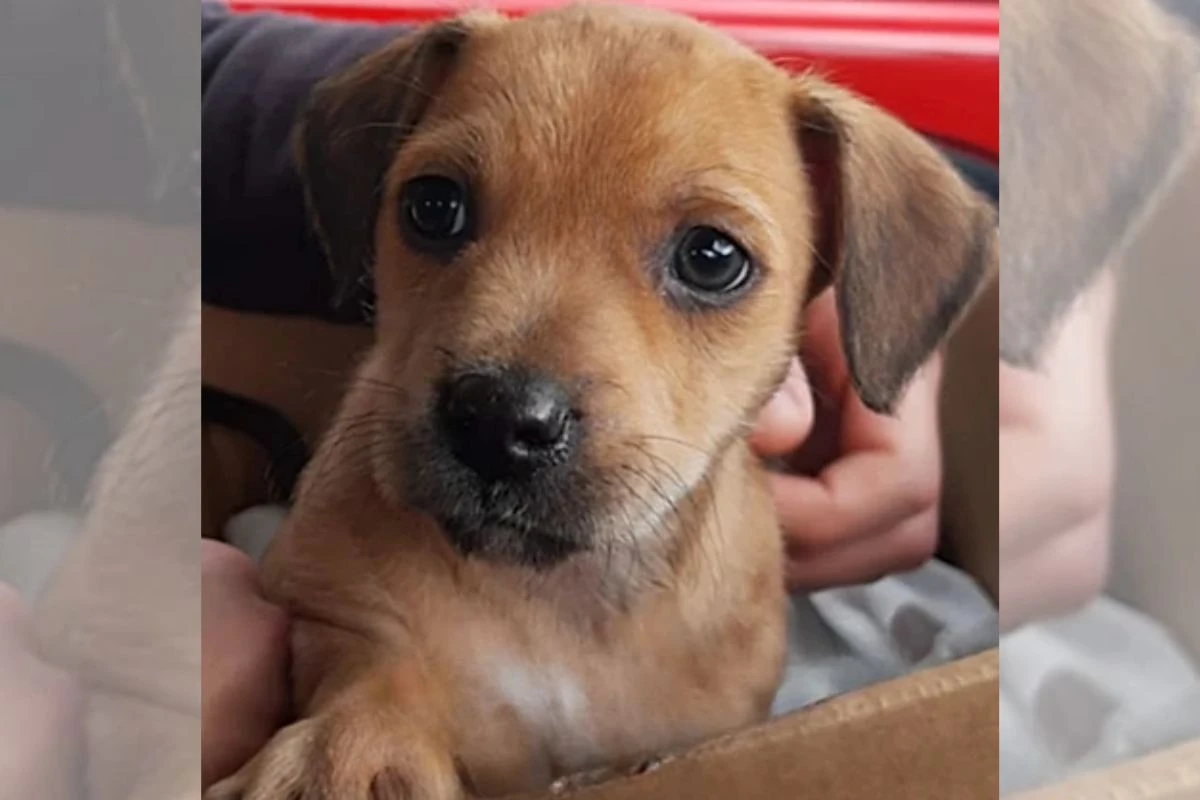 Cachorro “porte P” cresce e aparência surpreende tutora. Veja fotos