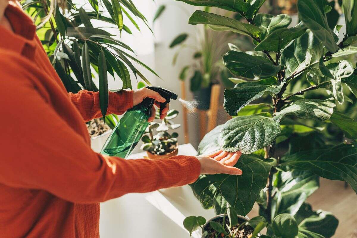 Veja 5 plantas que mais trazem prosperidade e dinheiro para sua casa