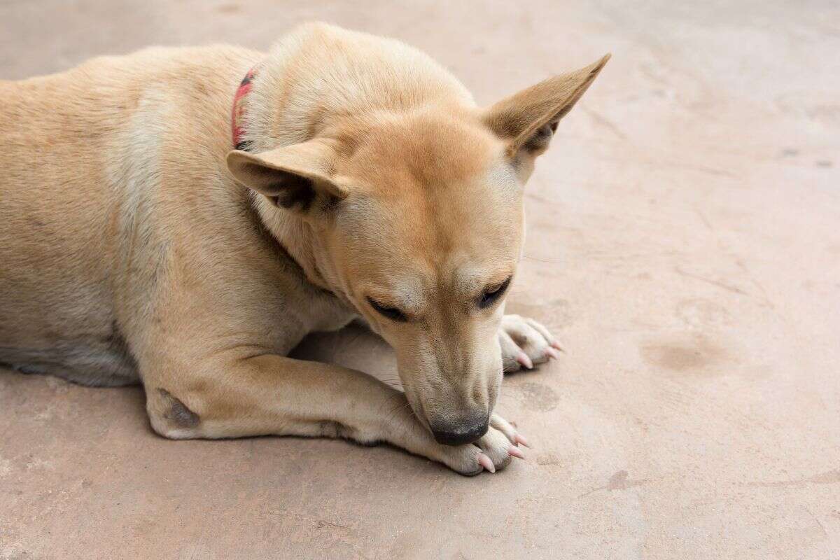 Lambidas nas patas: hábito pode indicar problemas na saúde do cachorro